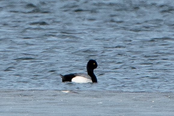 Lesser Scaup - Kirstyn Eckhardt