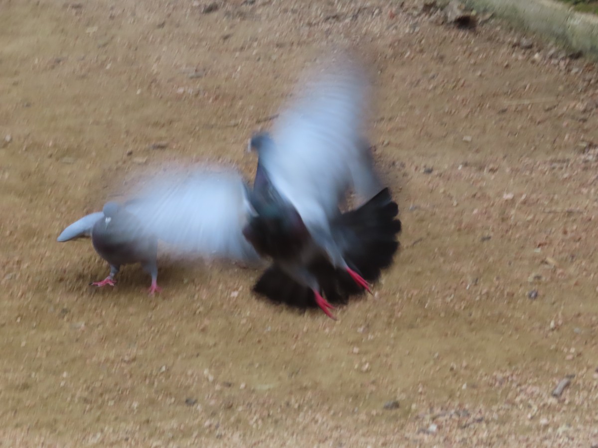 Rock Pigeon (Feral Pigeon) - ML616989905