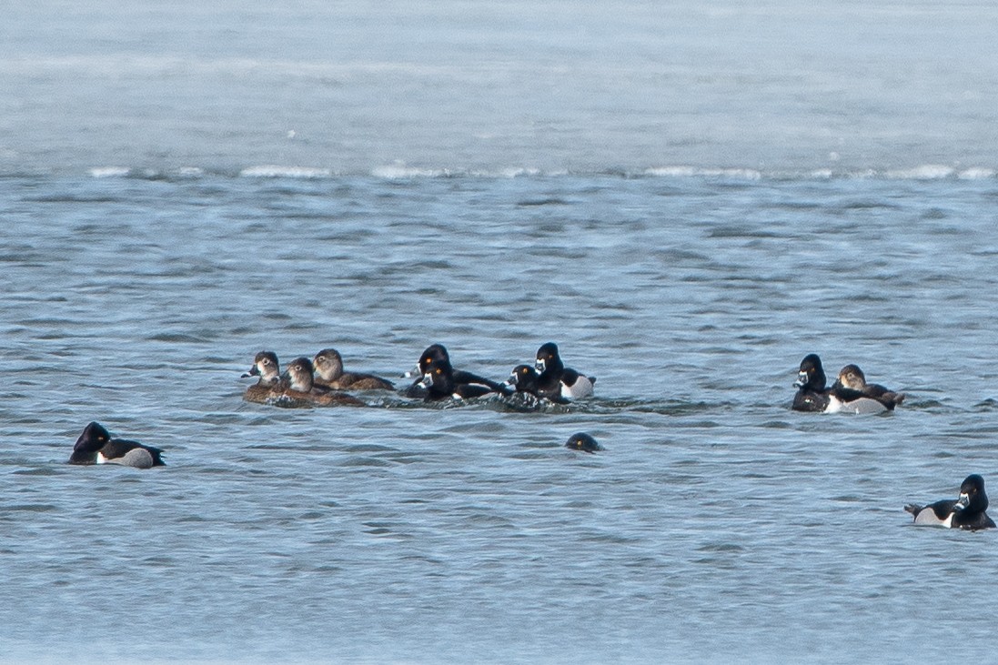 Ring-necked Duck - ML616989912