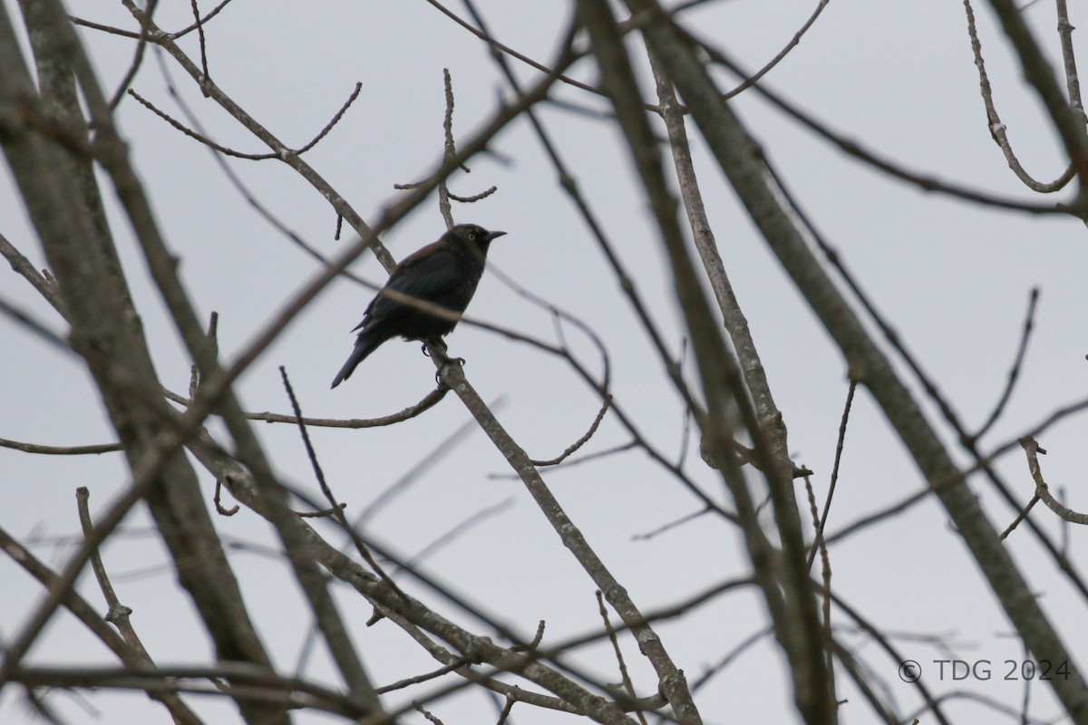 Rusty Blackbird - ML616989933