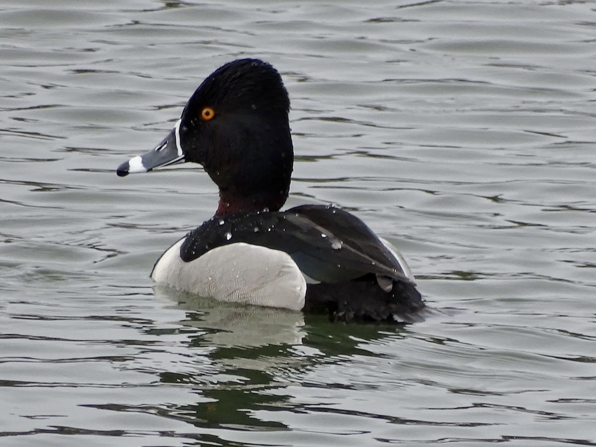 Ring-necked Duck - ML616989935