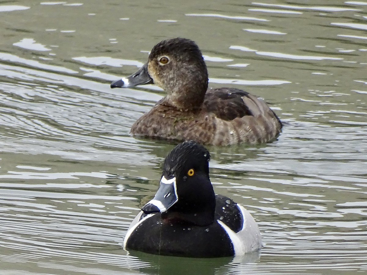 Ring-necked Duck - ML616989936