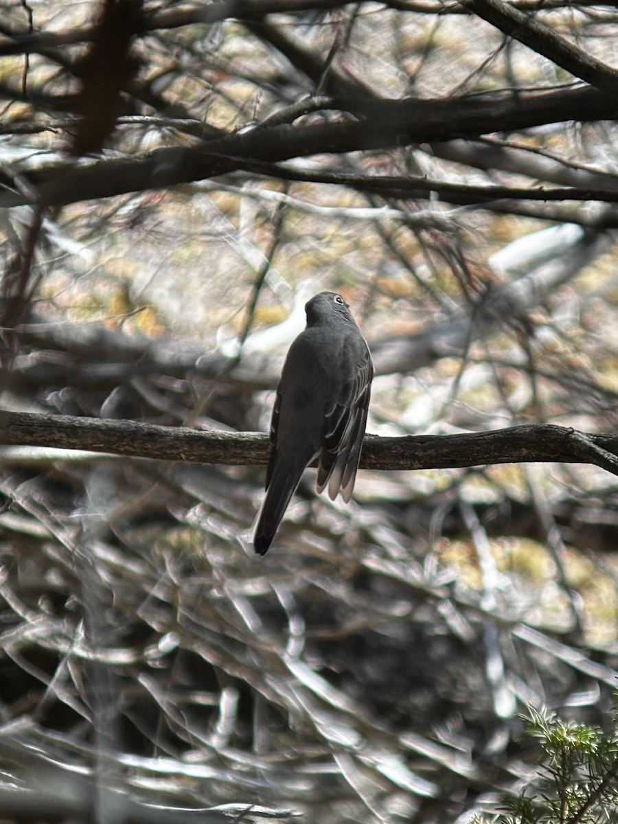 Townsend's Solitaire - Garrett MacDonald