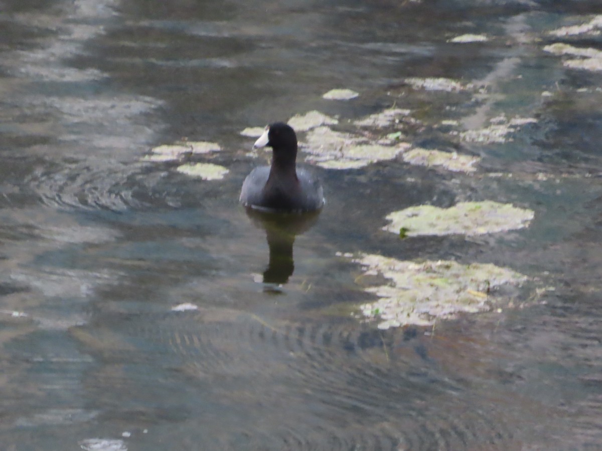 American Coot - ML616989972