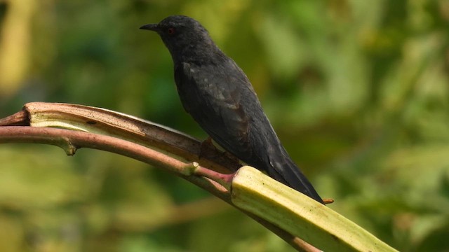 Gray-bellied Cuckoo - ML616990035