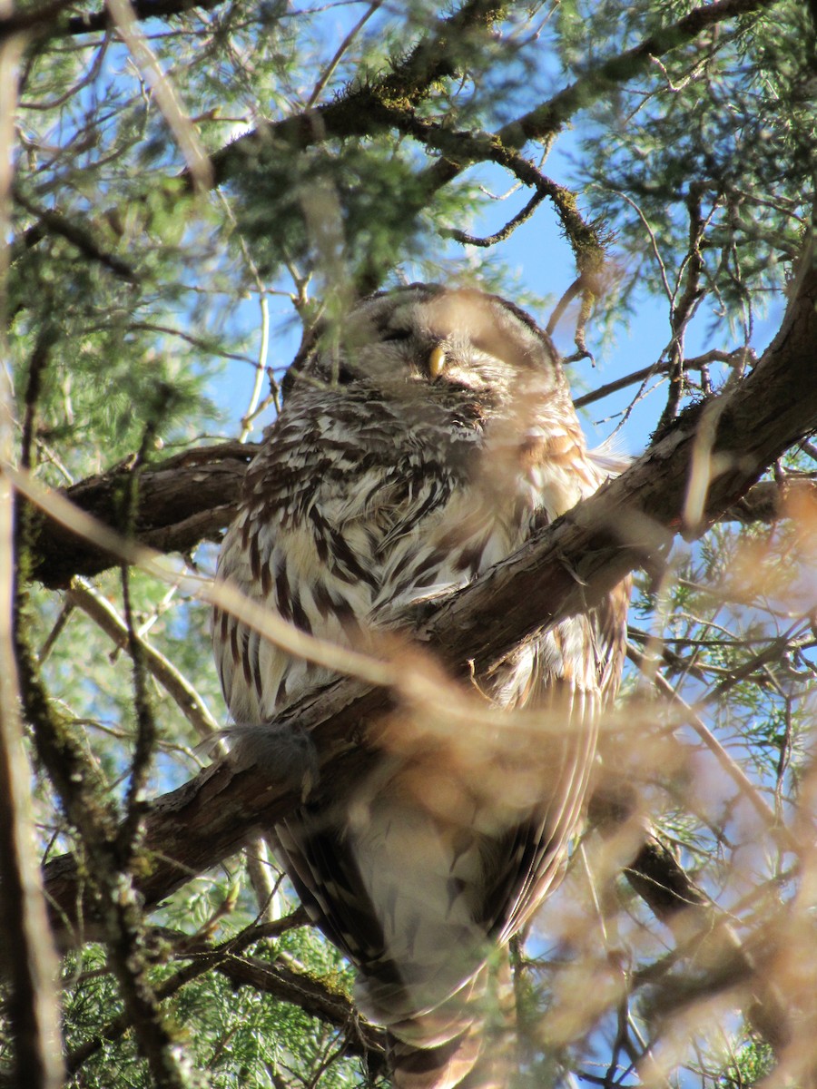 Barred Owl - ML616990037