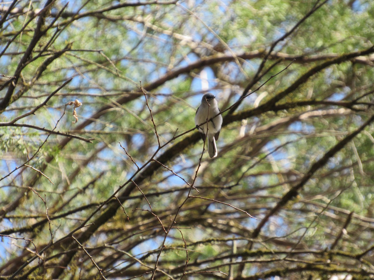 Blue-gray Gnatcatcher - ML616990044