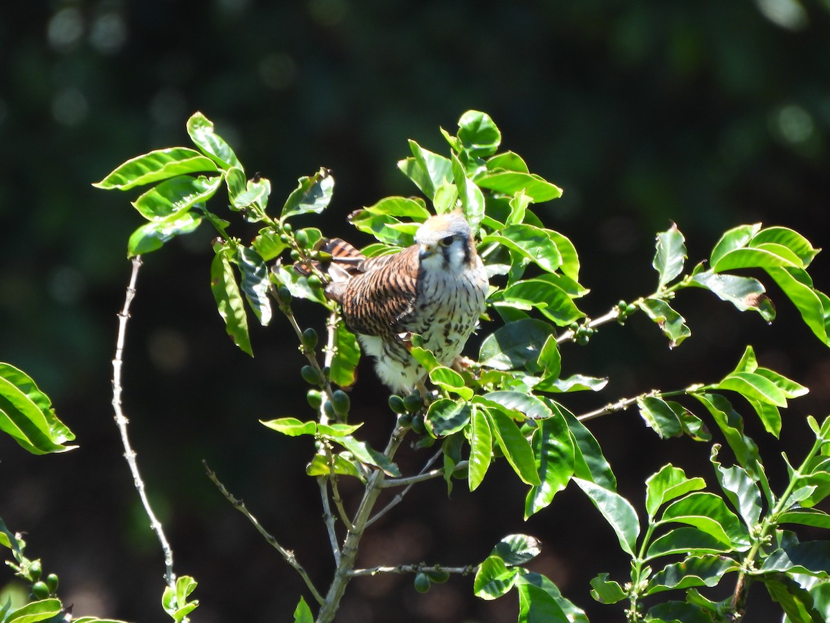 American Kestrel - ML616990046