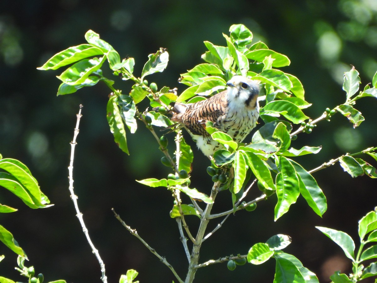 American Kestrel - ML616990047