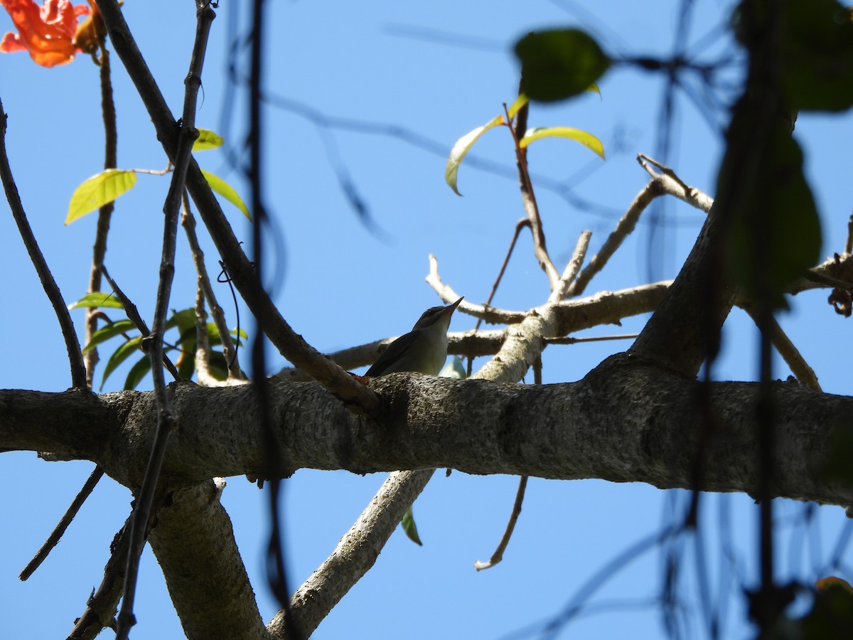 Black-whiskered Vireo - ML616990063