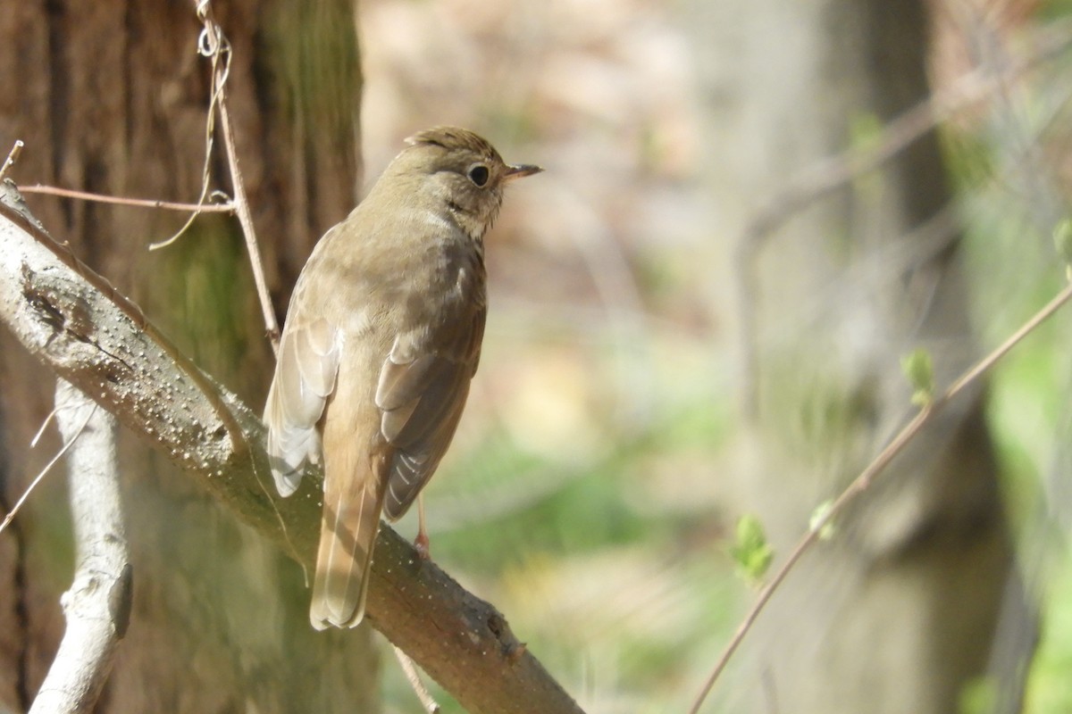 Hermit Thrush - ML616990177