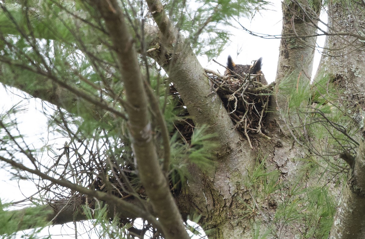 Great Horned Owl - ML616990241