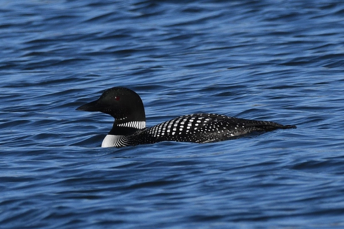 Common Loon - ML616990244