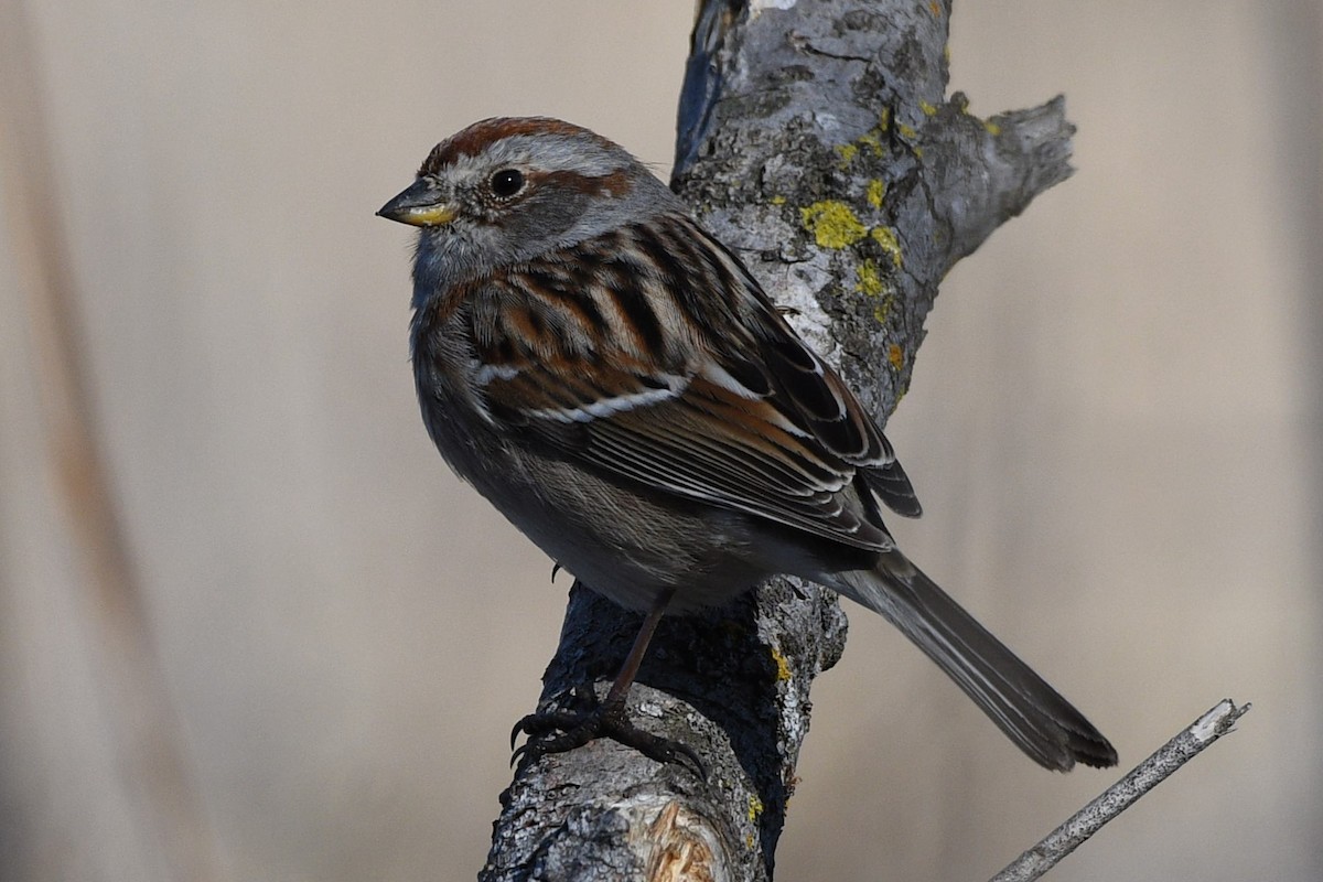 American Tree Sparrow - ML616990266