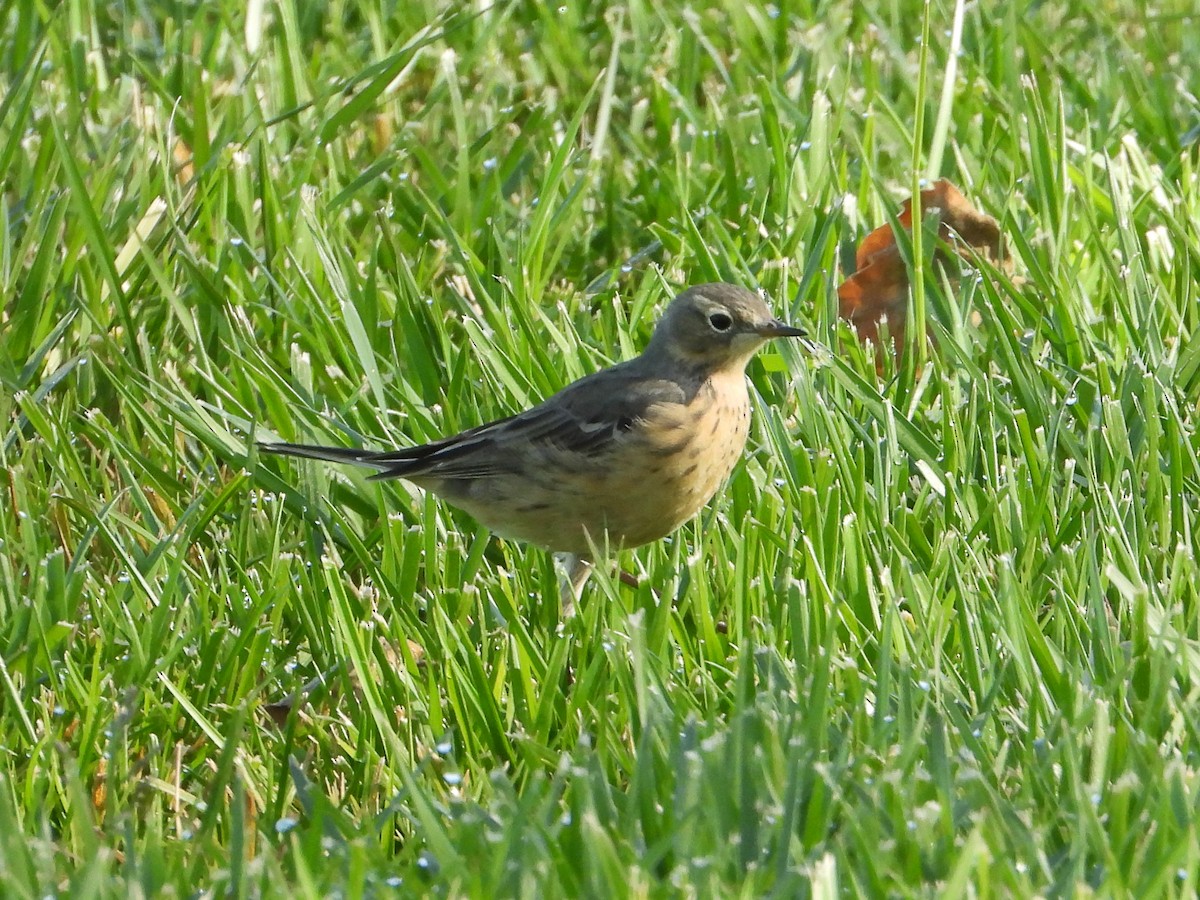 Pipit d'Amérique - ML616990270