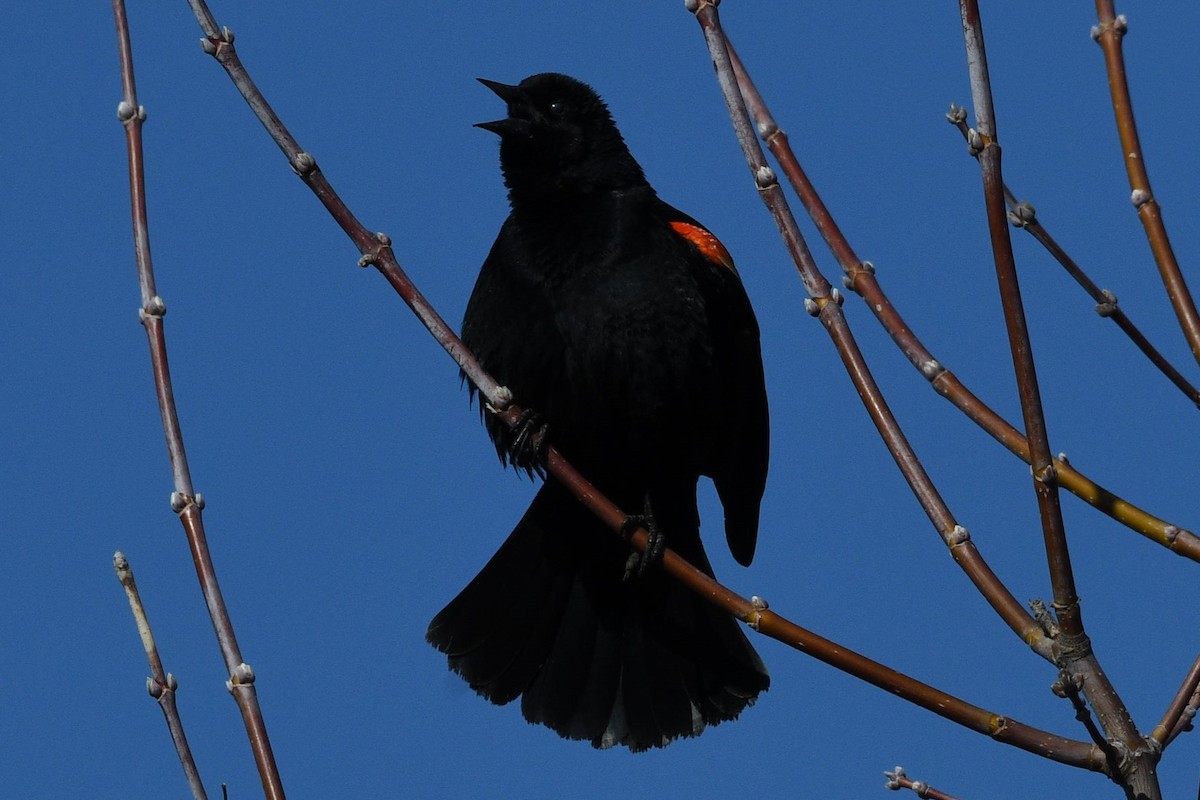 Red-winged Blackbird - ML616990280