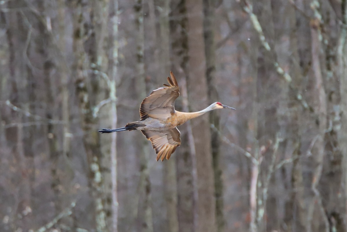 Sandhill Crane - ML616990297