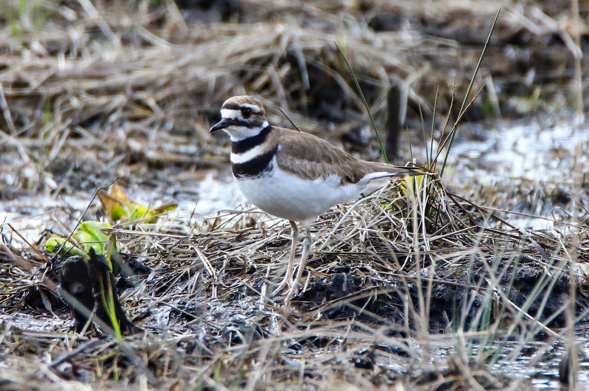 Killdeer - ML616990332