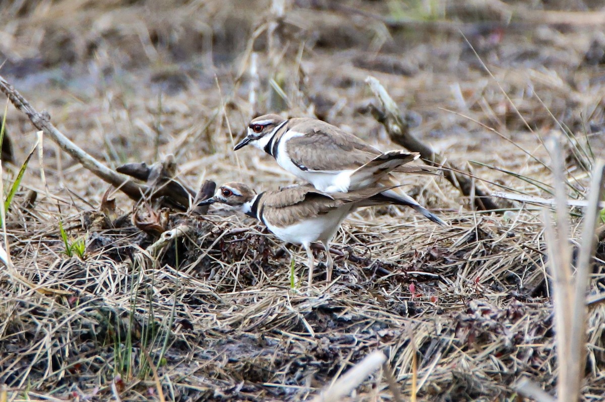 Killdeer - ML616990336