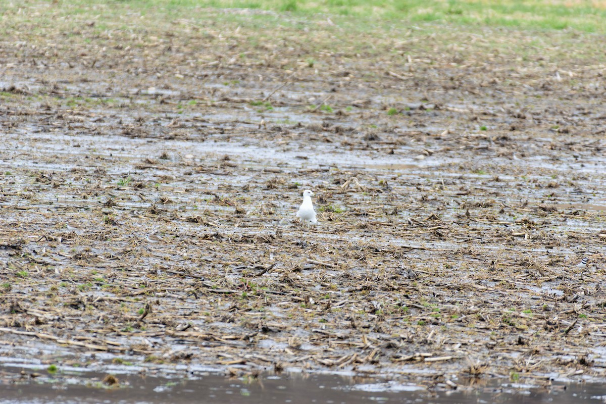 Ring-billed Gull - ML616990342