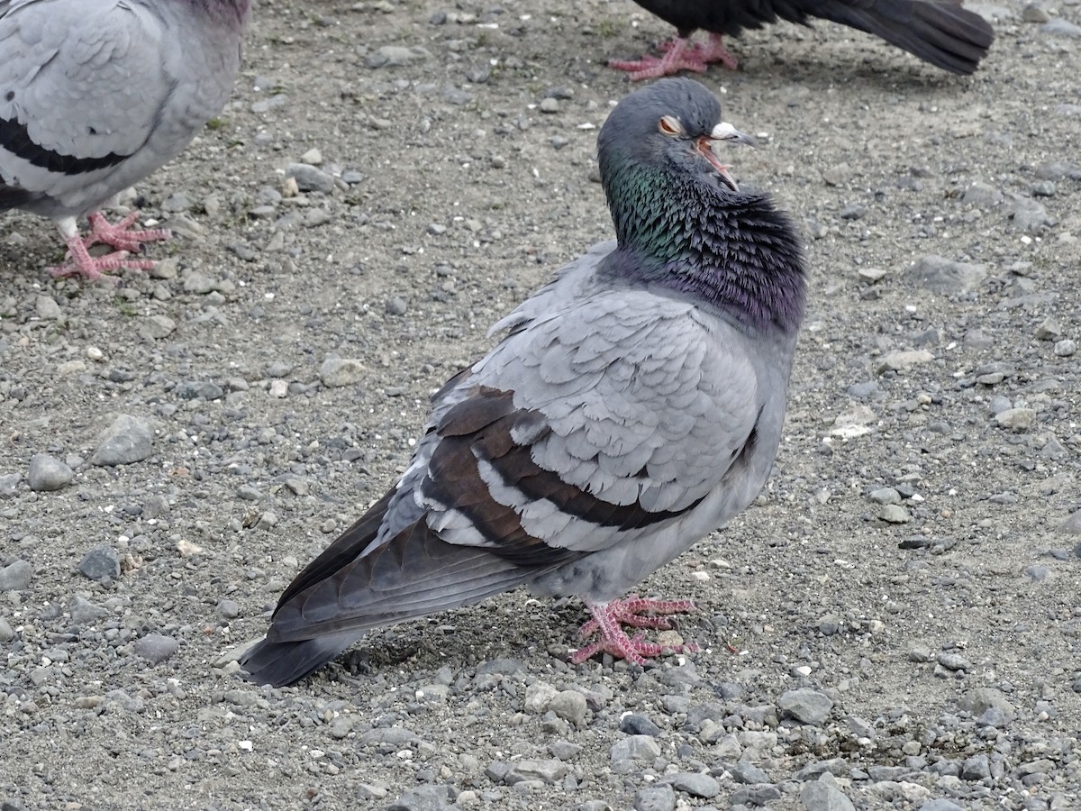 Rock Pigeon (Feral Pigeon) - ML616990352