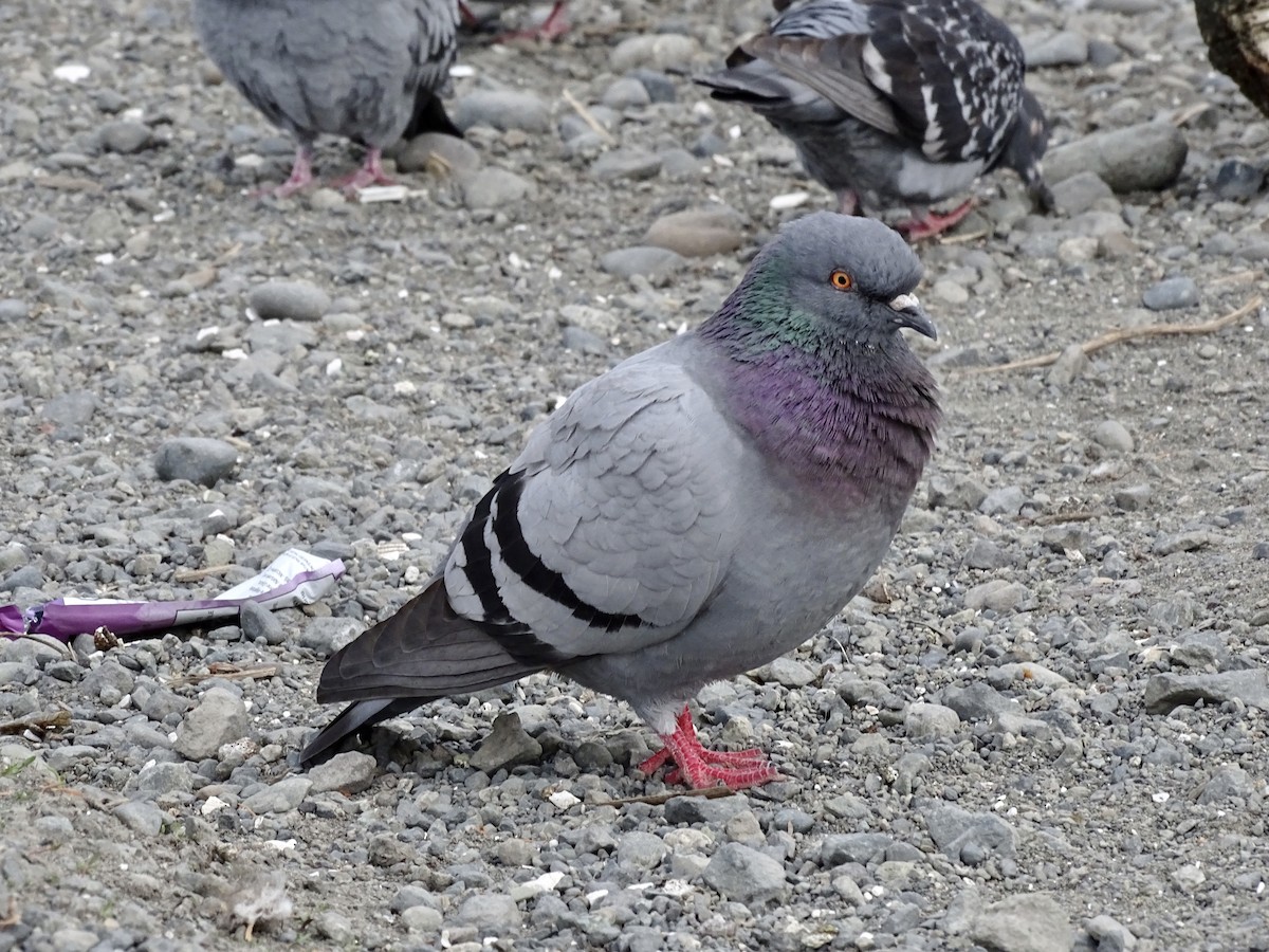 Rock Pigeon (Feral Pigeon) - ML616990353