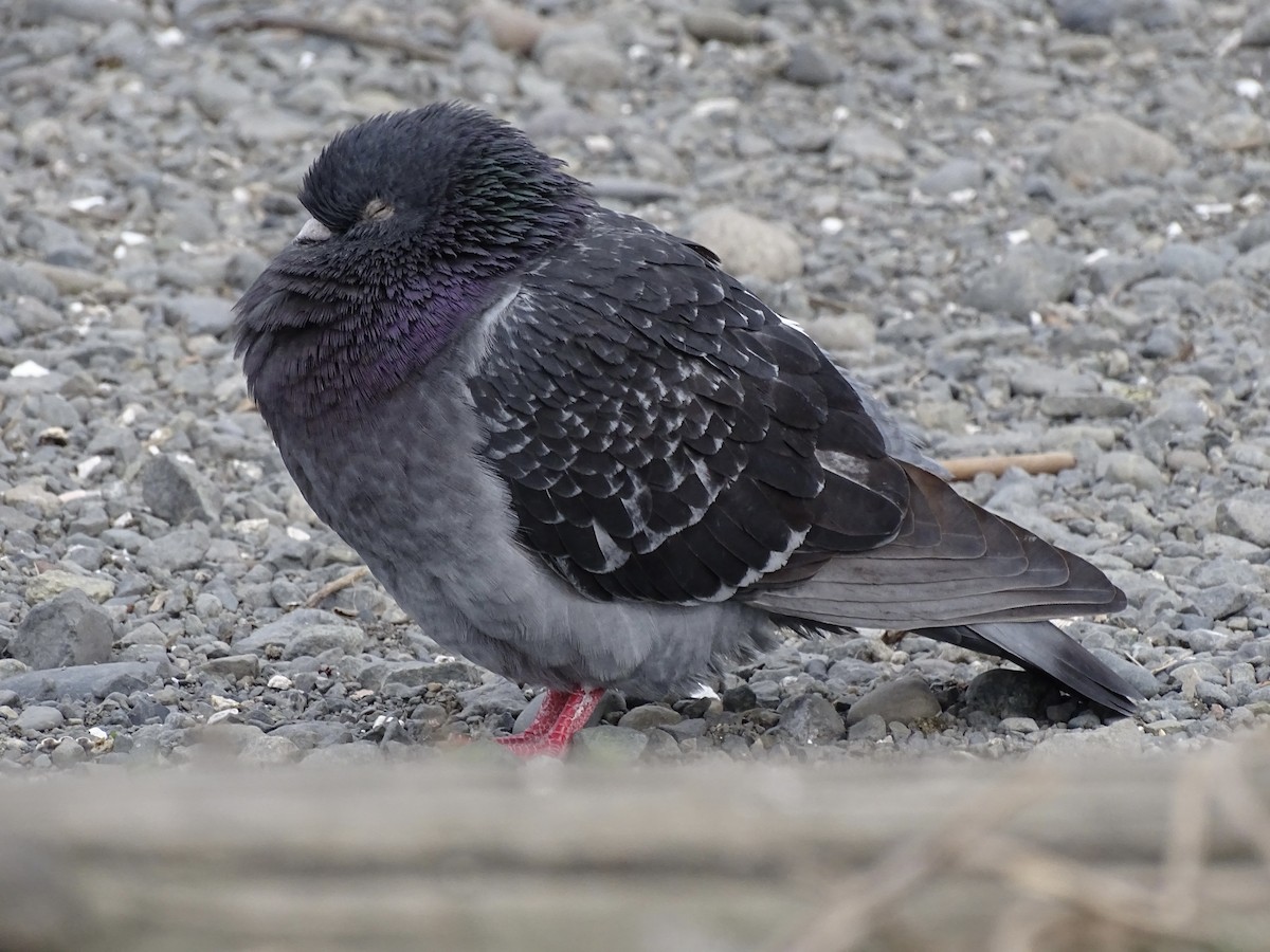Rock Pigeon (Feral Pigeon) - ML616990354