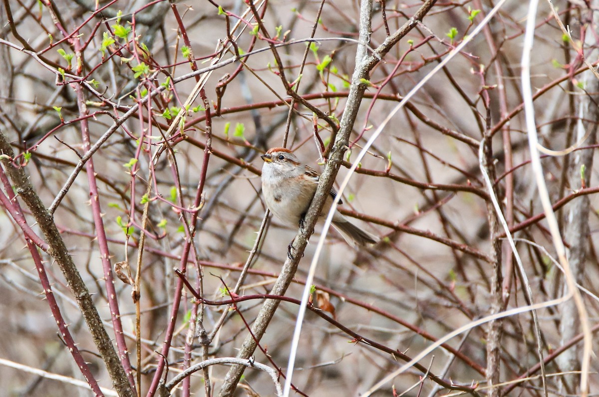 American Tree Sparrow - ML616990358