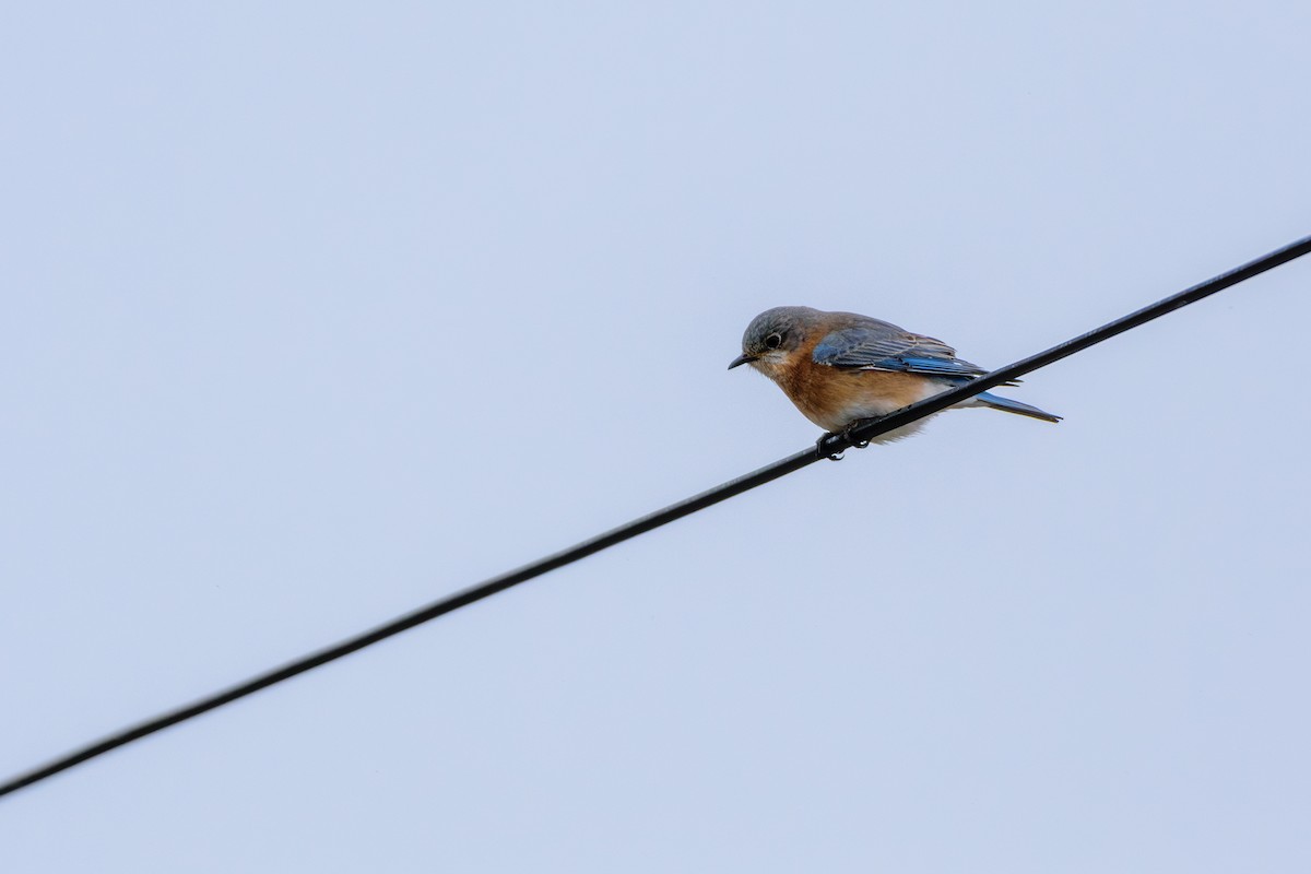 Eastern Bluebird - ML616990366