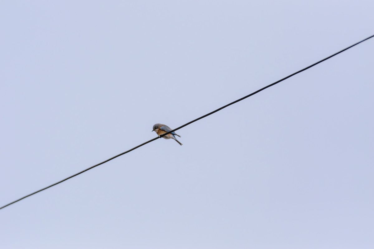 Eastern Bluebird - ML616990367