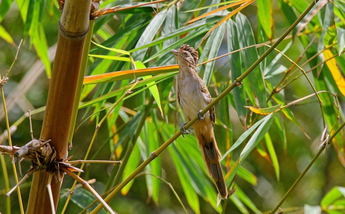 Striped Cuckoo - ML616990373