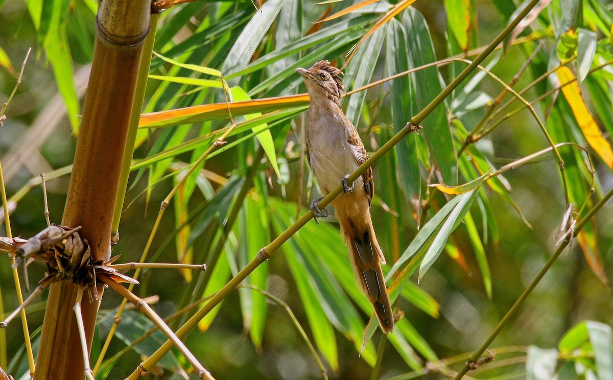 Striped Cuckoo - ML616990374