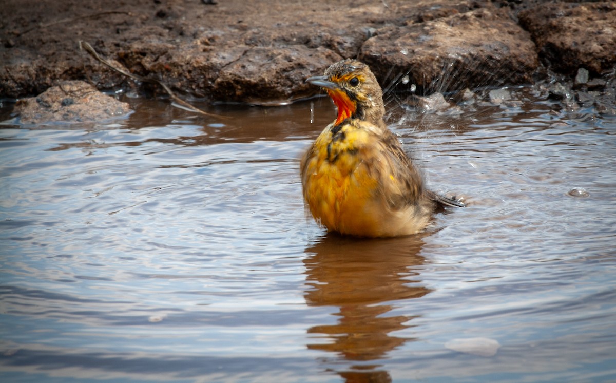 Orange-throated Longclaw - ML616990391