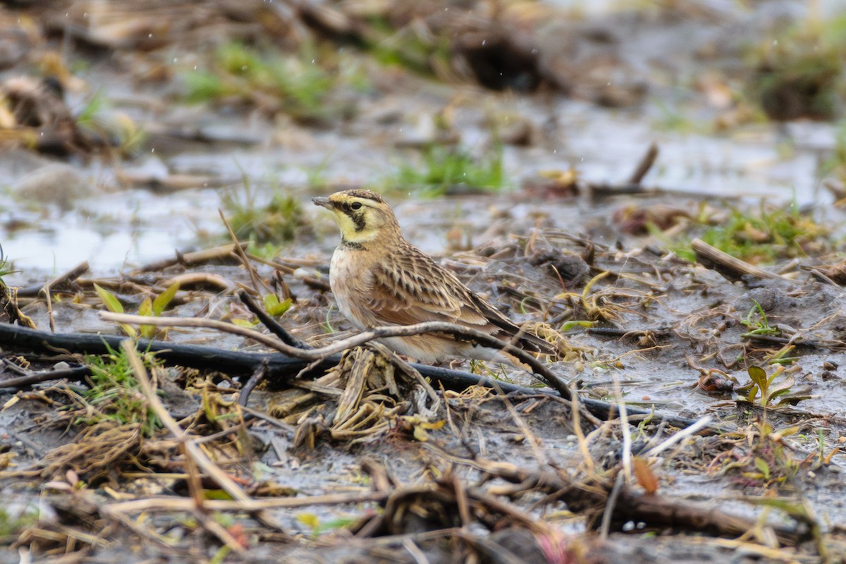 Horned Lark - ML616990402