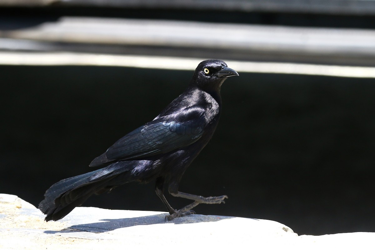 Carib Grackle - ML616990416