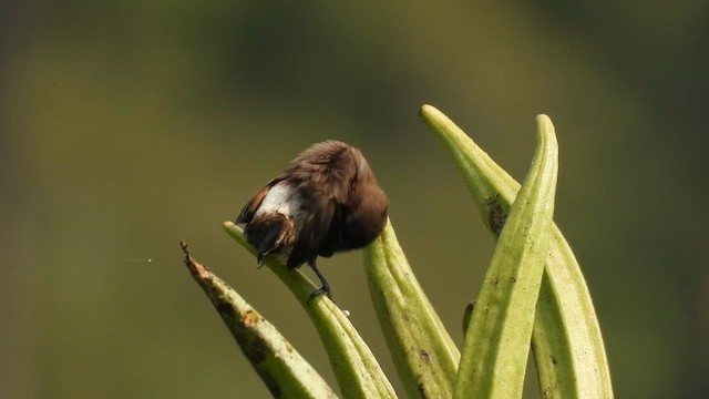 White-rumped Munia - ML616990420