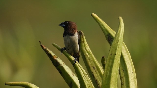 White-rumped Munia - ML616990422