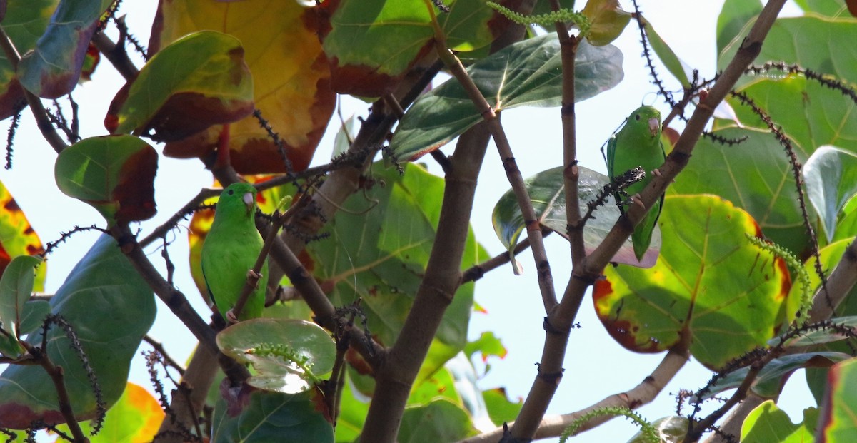 Green-rumped Parrotlet - ML616990454