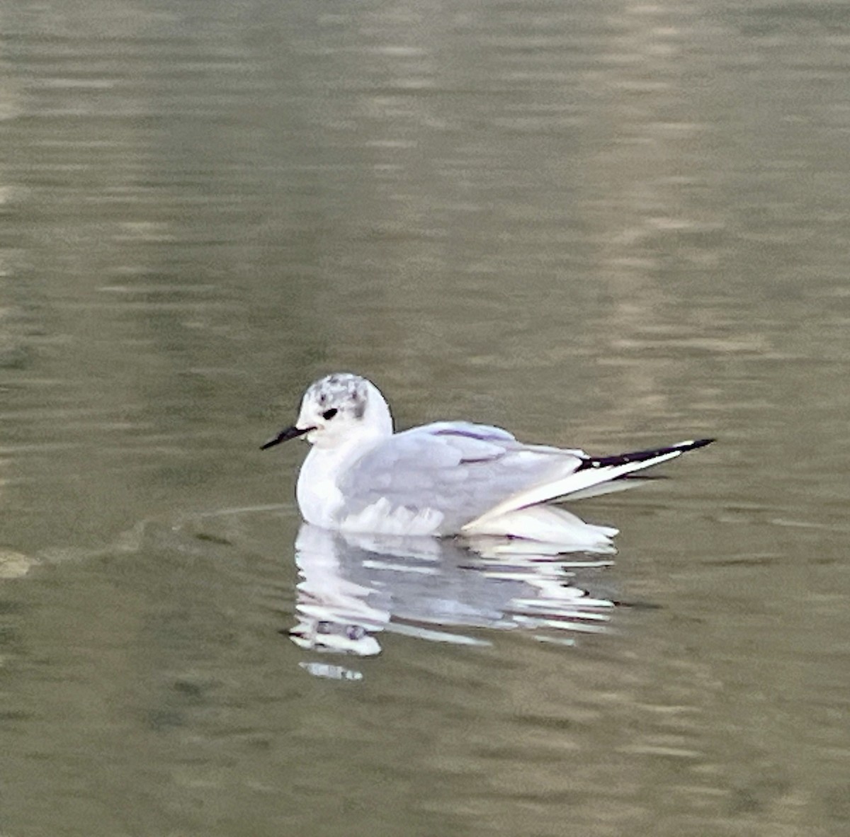 Bonaparte's Gull - ML616990456