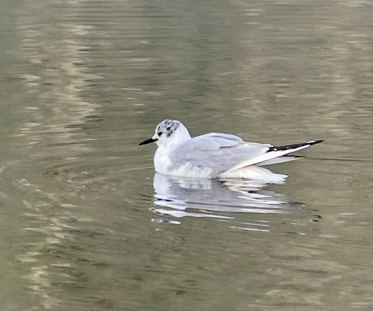 Bonaparte's Gull - ML616990457