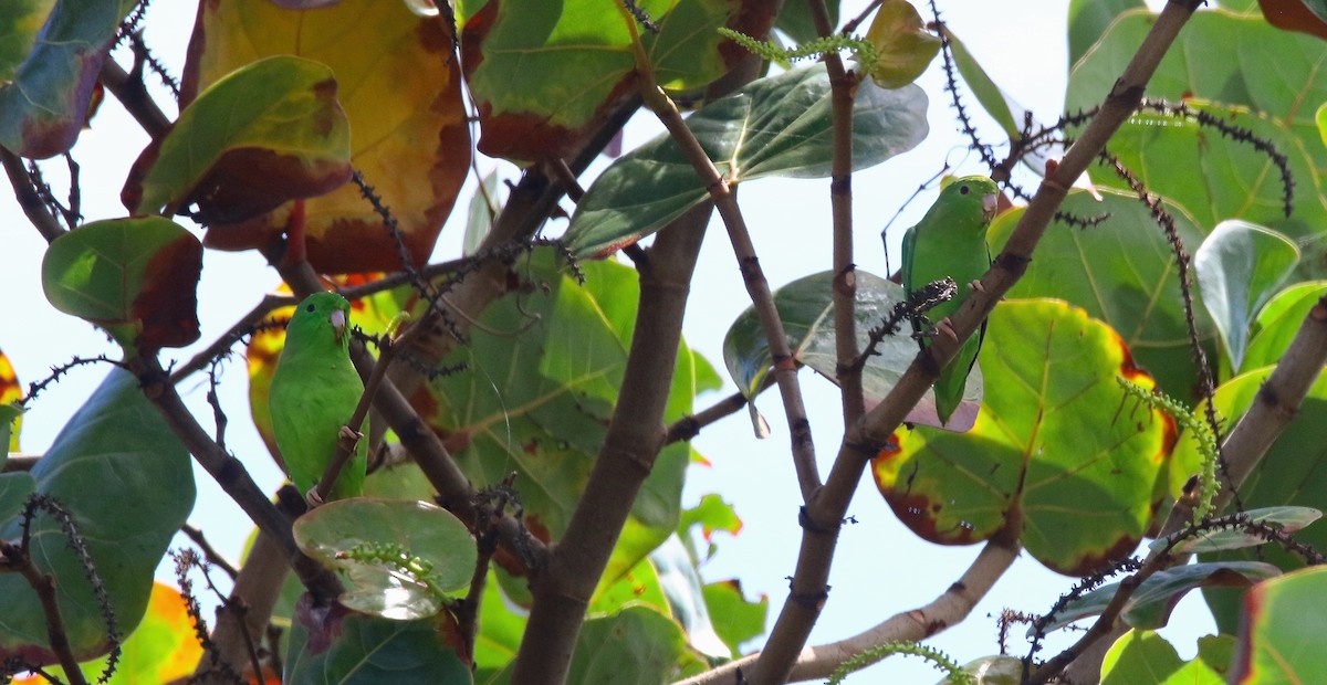 Green-rumped Parrotlet - ML616990459