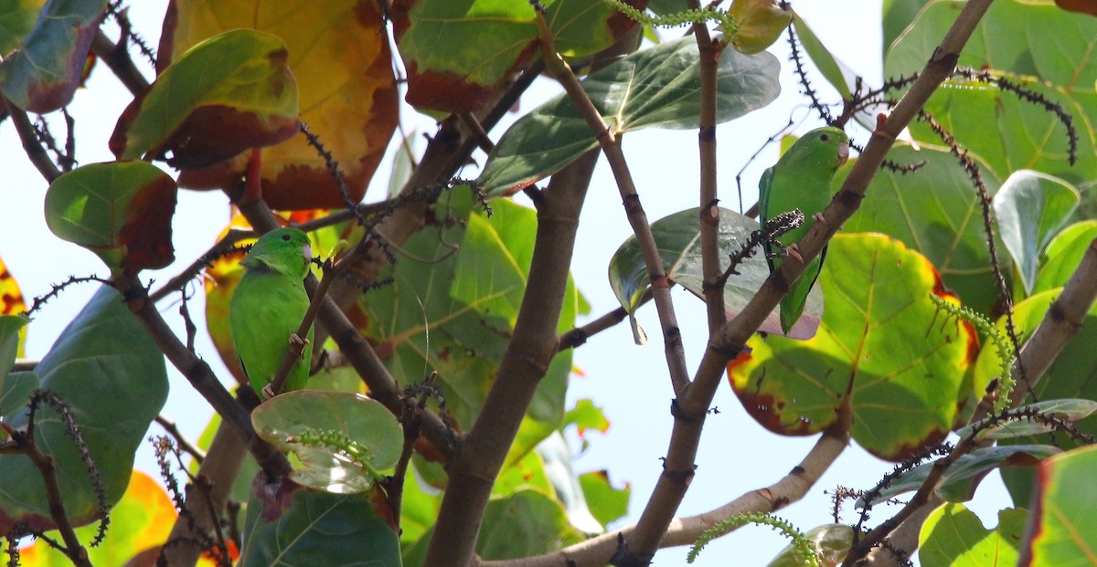 Green-rumped Parrotlet - ML616990468