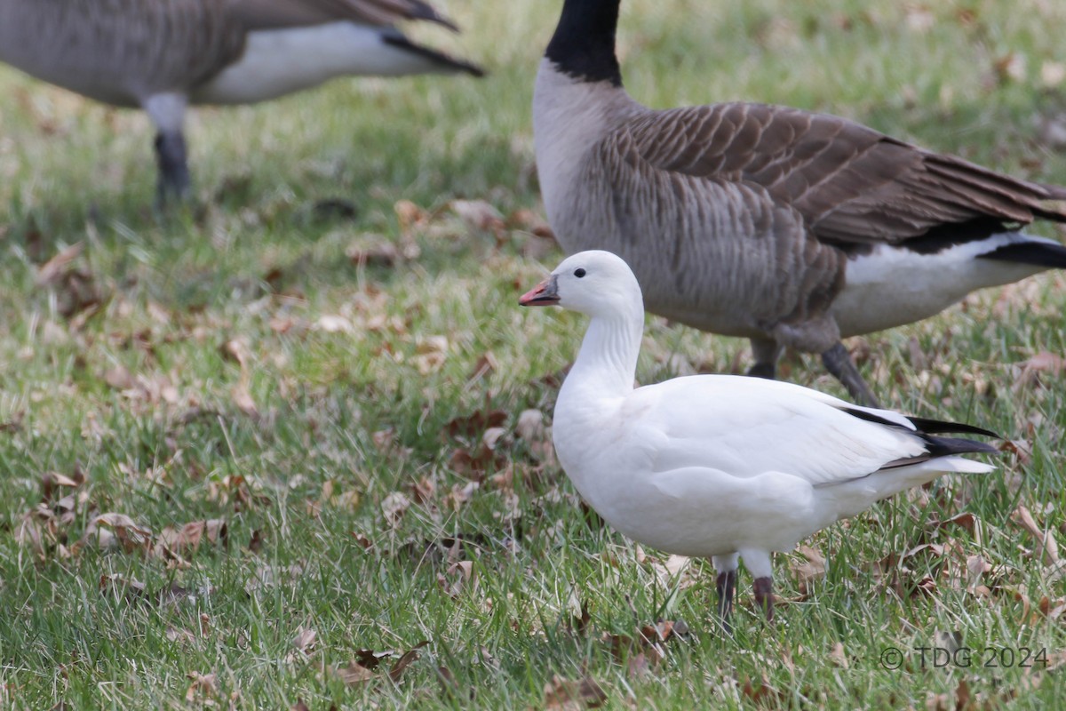 husa bělostná - ML616990470