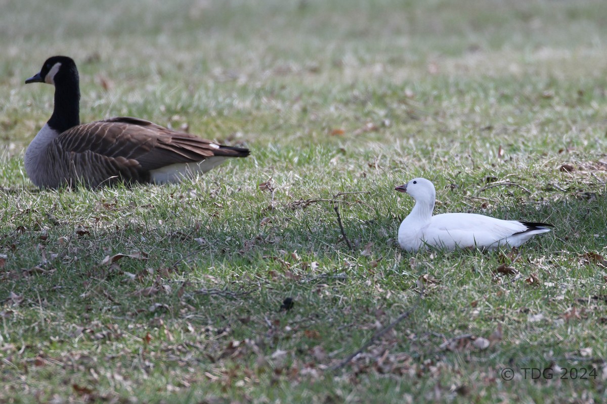 husa bělostná - ML616990471