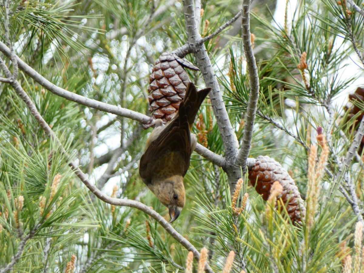 Red Crossbill - Raúl Marín Torralba