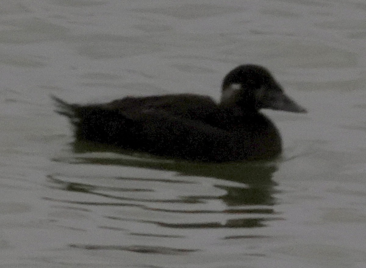 Surf Scoter - ML616990526