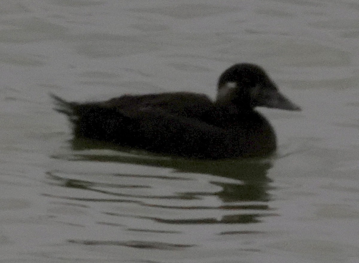 Surf Scoter - Willie Sekula