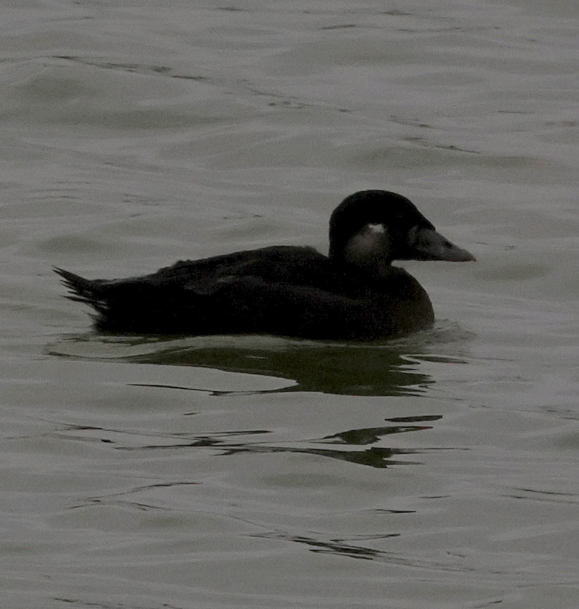 Surf Scoter - Willie Sekula