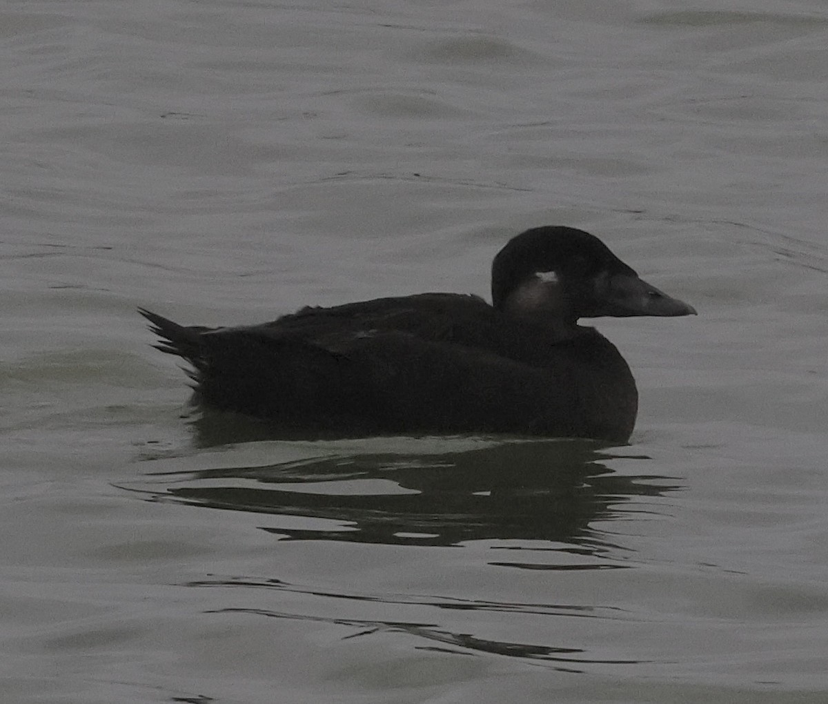 Surf Scoter - ML616990528