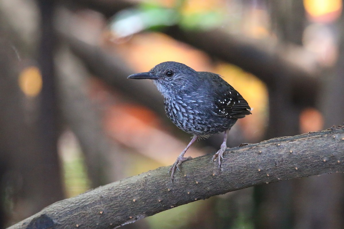 Silvered Antbird - ML616990531